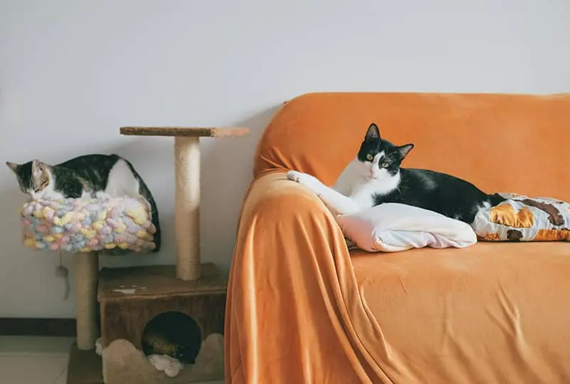 tiragraffi per gatti accanto al divano
